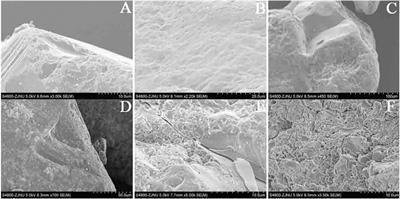 Origin and Paleoenvironmental Significance of the Old Red Sand Along the Southeast Coast of China